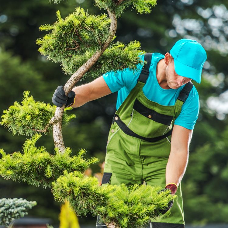 arborists and tree removal experts