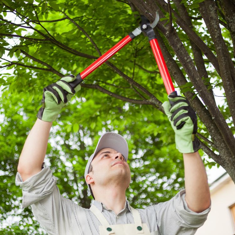 tree pruning and tree removal