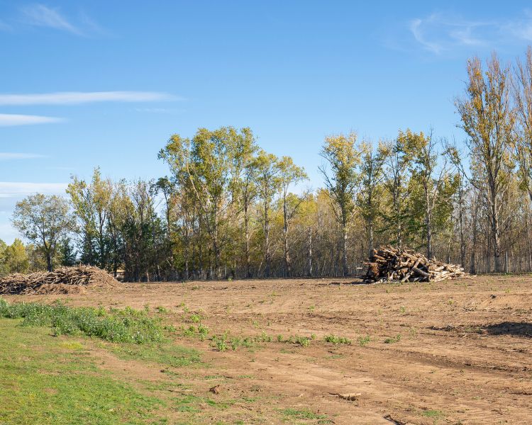 Land Clearing and Tree Removal