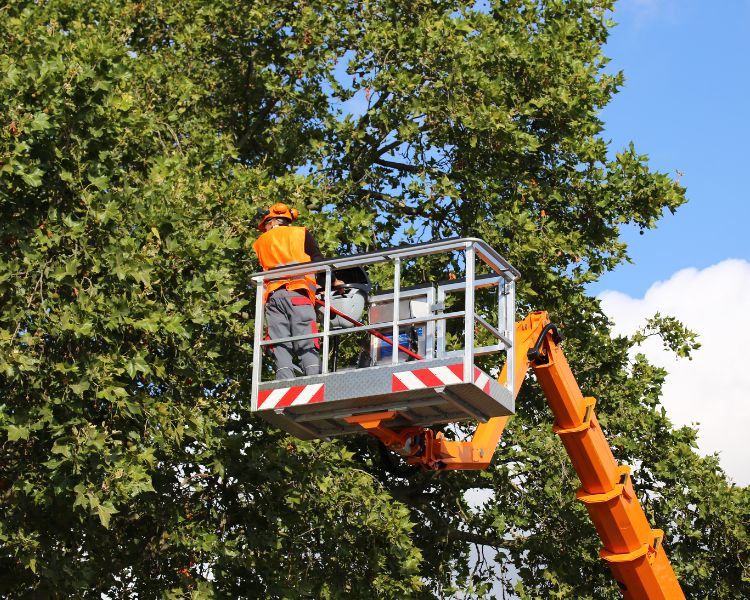 Residential tree Services
