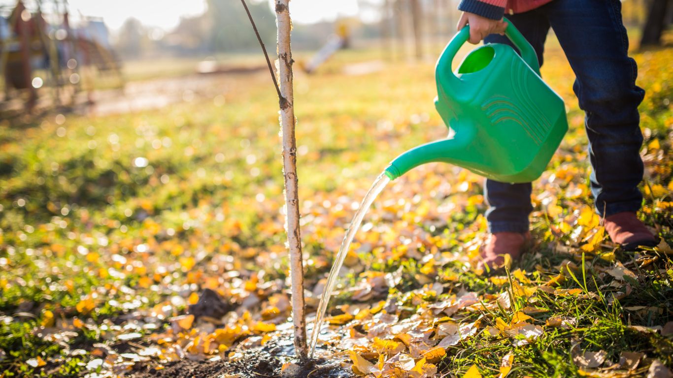 tree care