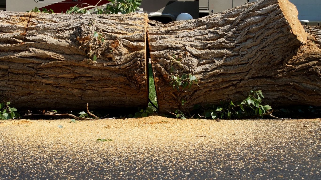 tree removal